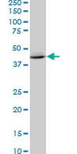 SPP1 Antibody in Western Blot (WB)