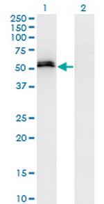 SPP1 Antibody in Western Blot (WB)