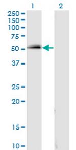 SPP1 Antibody in Western Blot (WB)