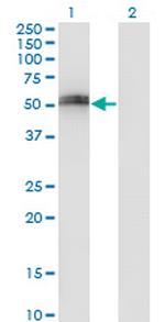 SPP1 Antibody in Western Blot (WB)