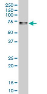 SRF Antibody in Western Blot (WB)