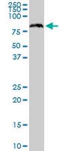 SRP68 Antibody in Western Blot (WB)