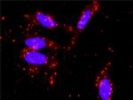 STAT5A Antibody in Proximity Ligation Assay (PLA) (PLA)