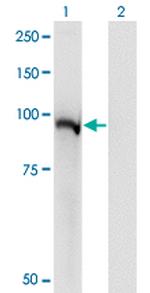 STAT5A Antibody in Western Blot (WB)