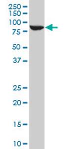 STAT5B Antibody in Western Blot (WB)