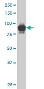 STAT5B Antibody in Western Blot (WB)