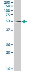 STAU1 Antibody in Western Blot (WB)