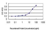 STAU1 Antibody in ELISA (ELISA)