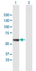 HSPA13 Antibody in Western Blot (WB)