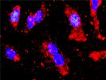 STK11 Antibody in Proximity Ligation Assay (PLA) (PLA)