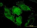 STX1A Antibody in Immunocytochemistry (ICC/IF)