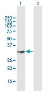 STX4A Antibody in Western Blot (WB)