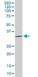 STX4 Antibody in Western Blot (WB)