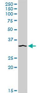 STX4 Antibody in Western Blot (WB)