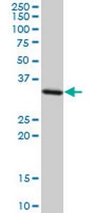 STX4A Antibody in Western Blot (WB)