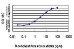 ABCC8 Antibody in ELISA (ELISA)