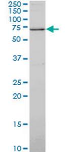 SYN1 Antibody in Western Blot (WB)