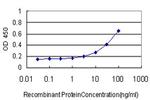 SYN1 Antibody in ELISA (ELISA)