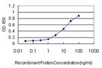 TAF1 Antibody in ELISA (ELISA)