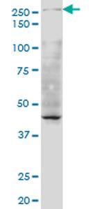 TAF1 Antibody in Western Blot (WB)