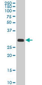 TAF11 Antibody in Western Blot (WB)