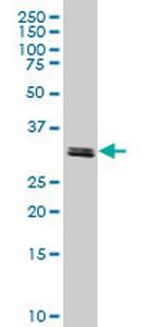 TAF11 Antibody in Western Blot (WB)