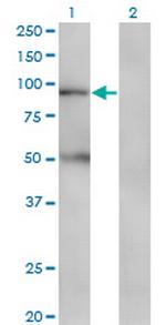 TAP1 Antibody in Western Blot (WB)