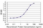 TBX6 Antibody in ELISA (ELISA)