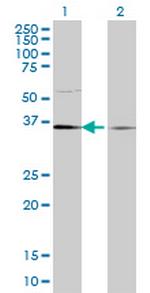 TCEA1 Antibody in Western Blot (WB)