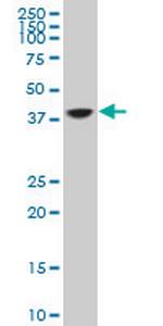 TCEA3 Antibody in Western Blot (WB)