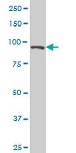 TCEB3 Antibody in Western Blot (WB)