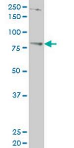 TBX3 Antibody in Western Blot (WB)