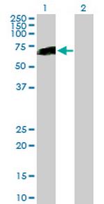 HNF1B Antibody in Western Blot (WB)