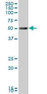 TCF2 Antibody in Western Blot (WB)