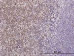 TCF7 Antibody in Immunohistochemistry (Paraffin) (IHC (P))