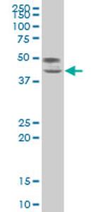 TCF7 Antibody in Western Blot (WB)