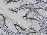 TCF7L2 Antibody in Immunohistochemistry (Paraffin) (IHC (P))