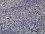 TCF12 Antibody in Immunohistochemistry (Paraffin) (IHC (P))