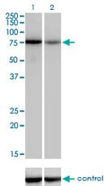 TCF12 Antibody in Western Blot (WB)