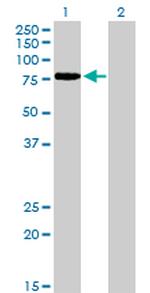 TCF12 Antibody in Western Blot (WB)