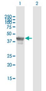 TCF19 Antibody in Western Blot (WB)