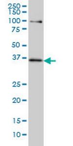 TCF19 Antibody in Western Blot (WB)