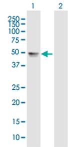 TDO2 Antibody in Western Blot (WB)