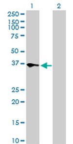 TEAD4 Antibody in Western Blot (WB)