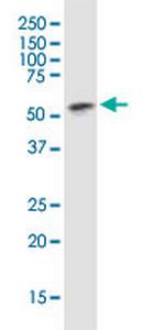 TEAD4 Antibody in Western Blot (WB)