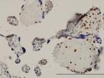 TEAD4 Antibody in Immunohistochemistry (Paraffin) (IHC (P))