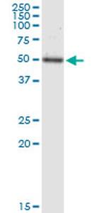 TEAD4 Antibody in Western Blot (WB)