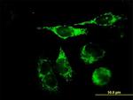 TFAM Antibody in Immunocytochemistry (ICC/IF)