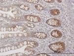 TFAM Antibody in Immunohistochemistry (Paraffin) (IHC (P))