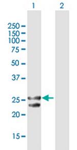 TFAM Antibody in Western Blot (WB)